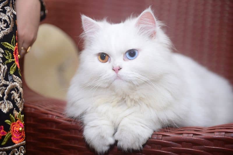persion male cat 3