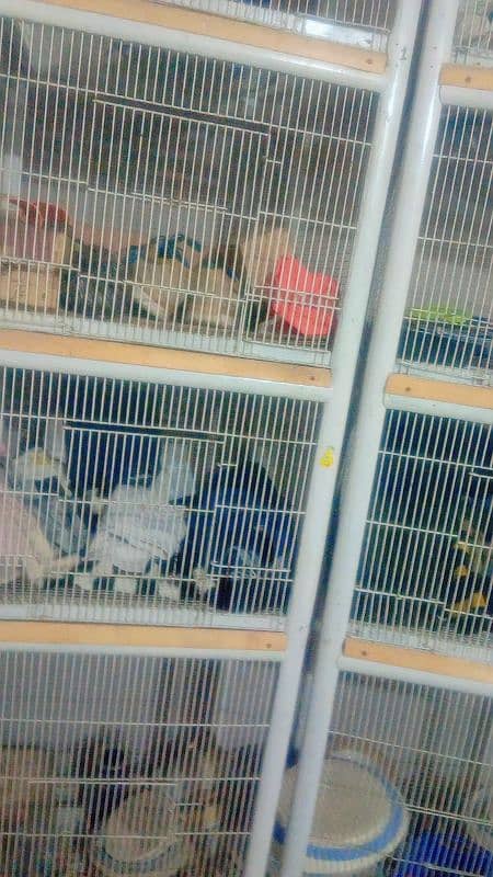 Brids cage 12