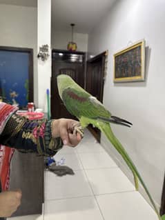 Pahari parrot for sale