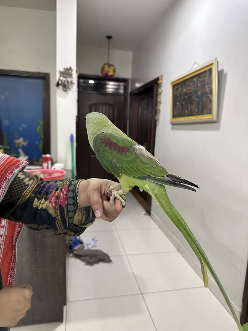 Pahari parrot for sale 0