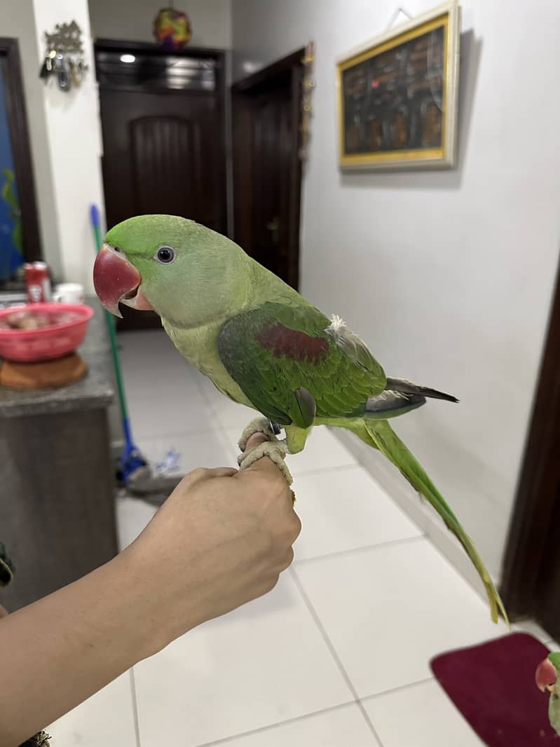 Pahari parrot for sale 1