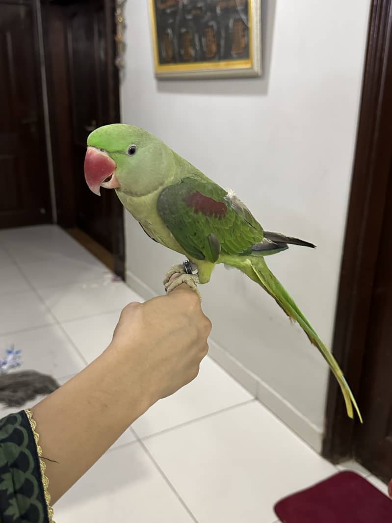 Pahari parrot for sale 2