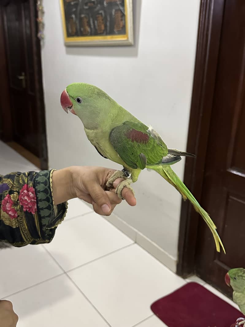 Pahari parrot for sale 3