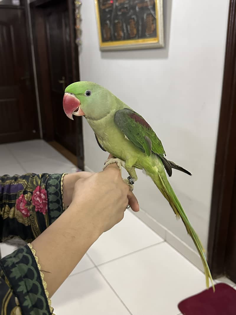 Pahari parrot for sale 4