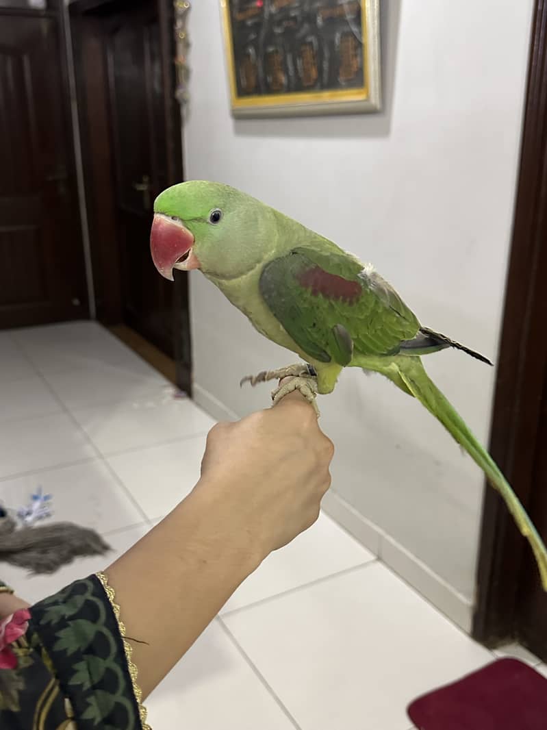 Pahari parrot for sale 5