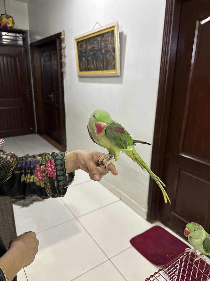 Pahari parrot for sale 6