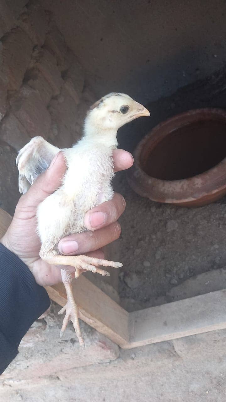 Aseel Sindhi Chicks | Chicks | Chuza | Chicks For Sale 0