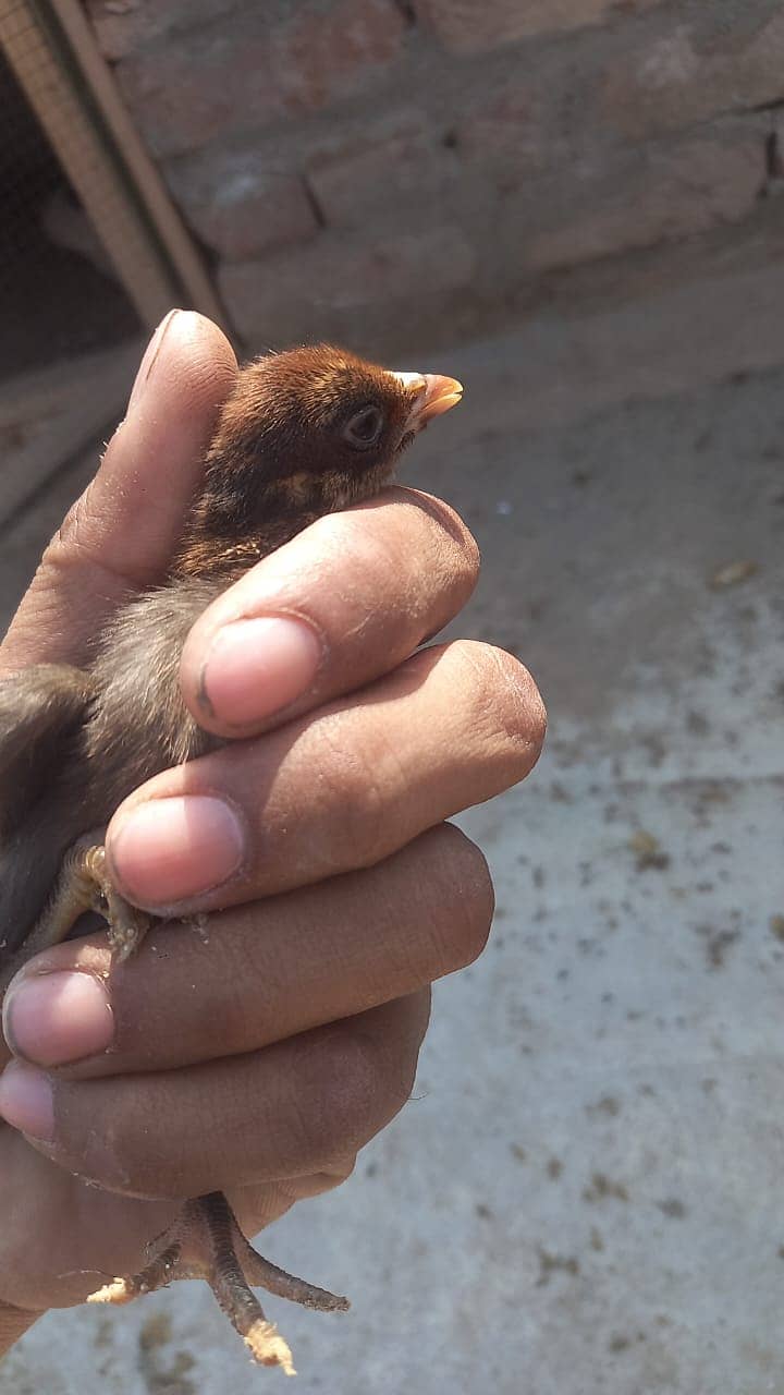 Aseel Sindhi Chicks | Chicks | Chuza | Chicks For Sale 4