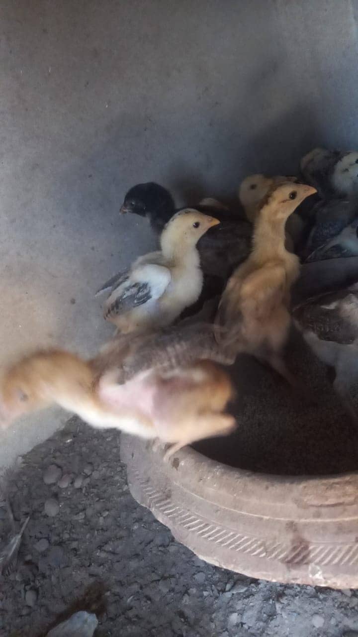 Aseel Sindhi Chicks | Chicks | Chuza | Chicks For Sale 5