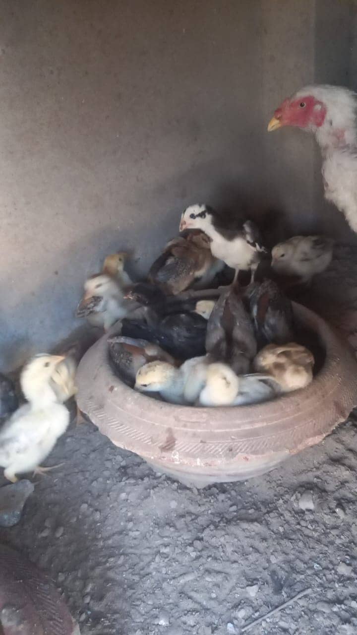 Aseel Sindhi Chicks | Chicks | Chuza | Chicks For Sale 6