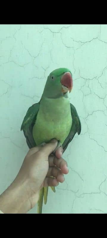 raw parrot for sale 4