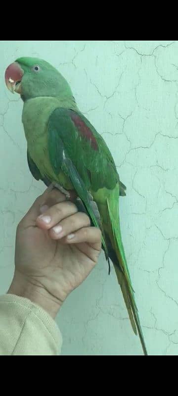 raw parrot for sale 5