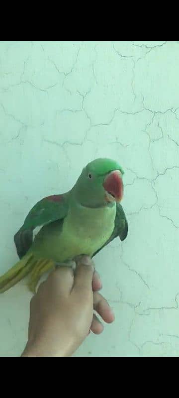 raw parrot for sale 6