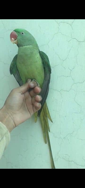 raw parrot for sale 7