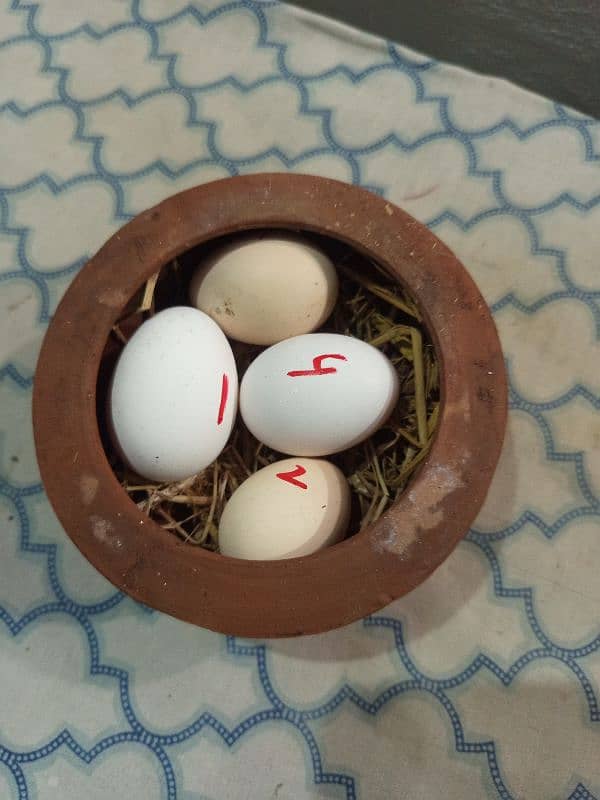 aseel eggs 3