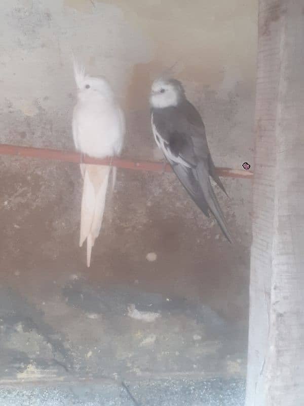 Cocktails breeder pair for sale 0