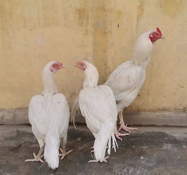 A pair of 3 Paper White Heera Aseel for Sale 0