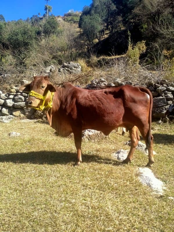 sahiwal jarse gaban cow for sale 0