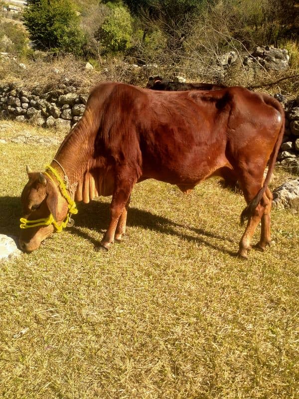 sahiwal jarse gaban cow for sale 1