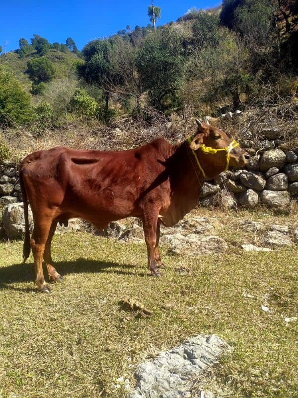 sahiwal jarse gaban cow for sale 3