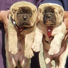 King kurdish Pair | kurdish  Puppies | kurdish security Dog For Sale