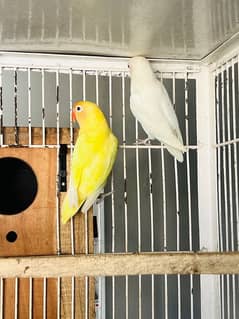 Albino Red Eye, Decino, Albino Split, Lutino for sale