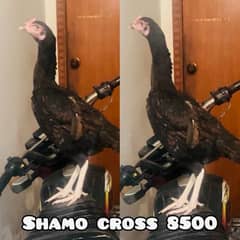 Shamo