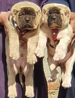 Turkish kangal puppies male female age 2 month havey bone for sale