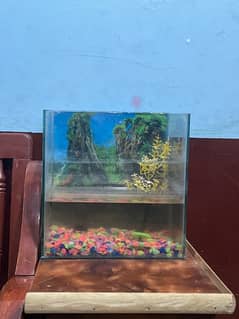 aquarium with decoration and fish’s urgent