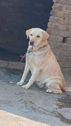 labrador female for sale available cnt. 03318055119