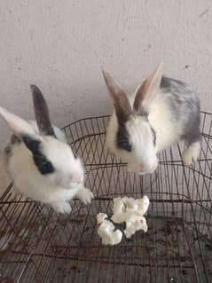 rabbit pair 03224186572