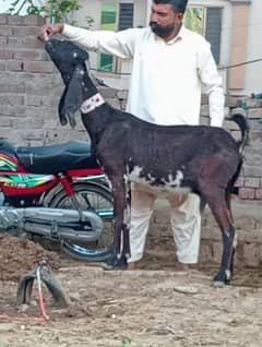 Betal Bakri Confram 3 Month ki Gaban 100% Bakri