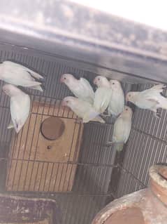 Albino split red eyes in reasonable price