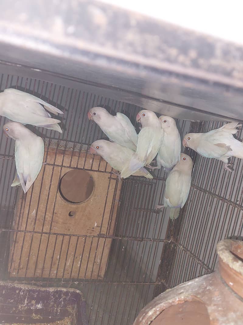 Albino split red eyes in reasonable price 0