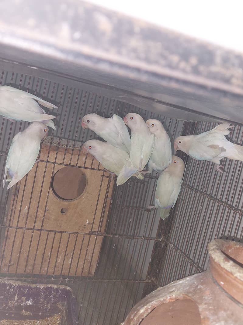 Albino split red eyes in reasonable price 1