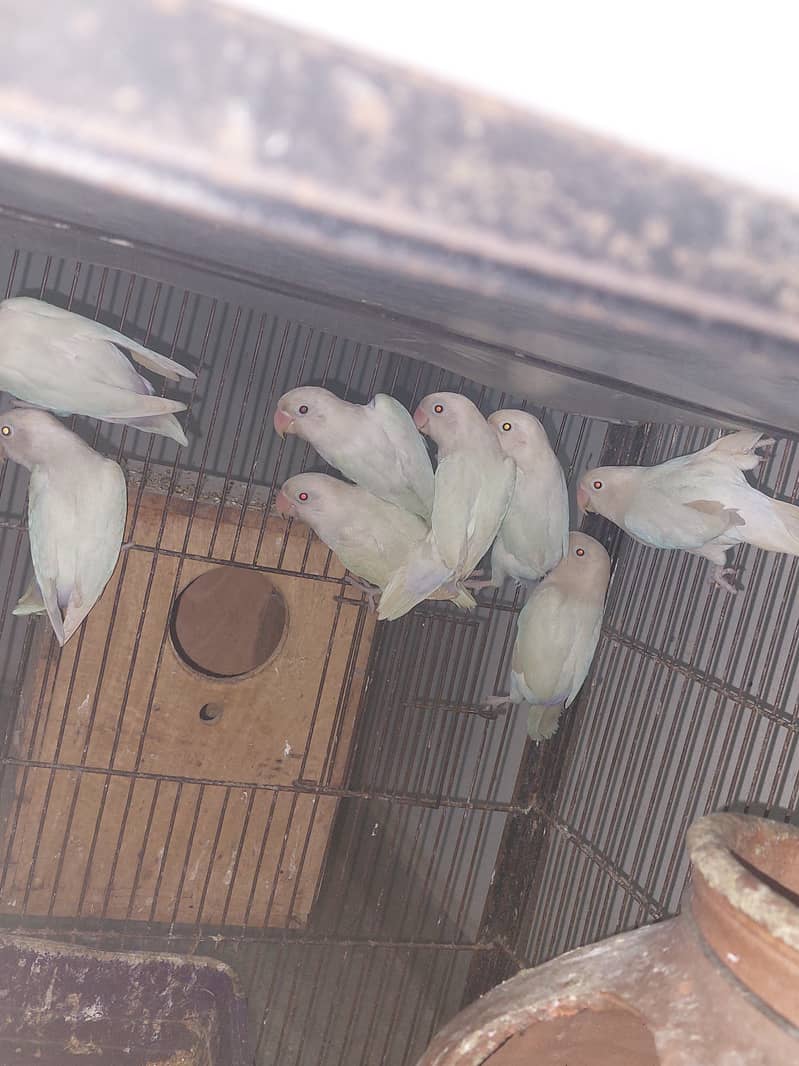 Albino split red eyes in reasonable price 2