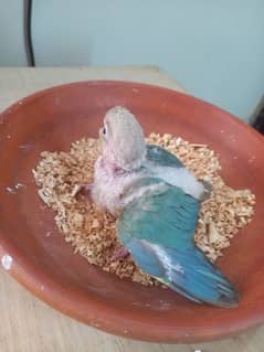 sky blue conure baby/chick parrot