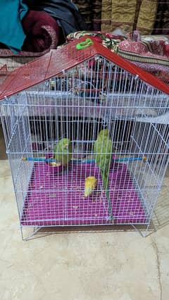 Green parrot pair with cage