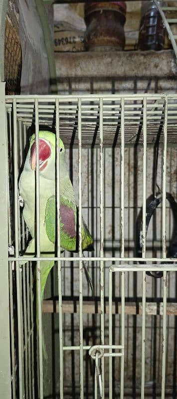 raw parrot kashmiri raw parrot breeder raw female 0