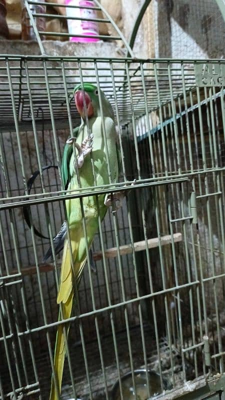 raw parrot kashmiri raw parrot breeder raw female 1