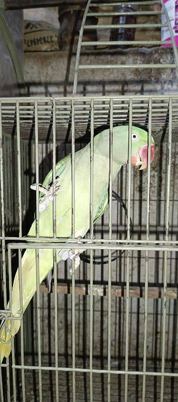 raw parrot kashmiri raw parrot breeder raw female 3