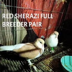 full breeder pair red sherazi