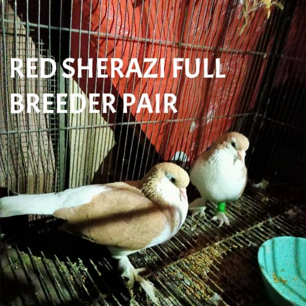 full breeder pair red sherazi 0