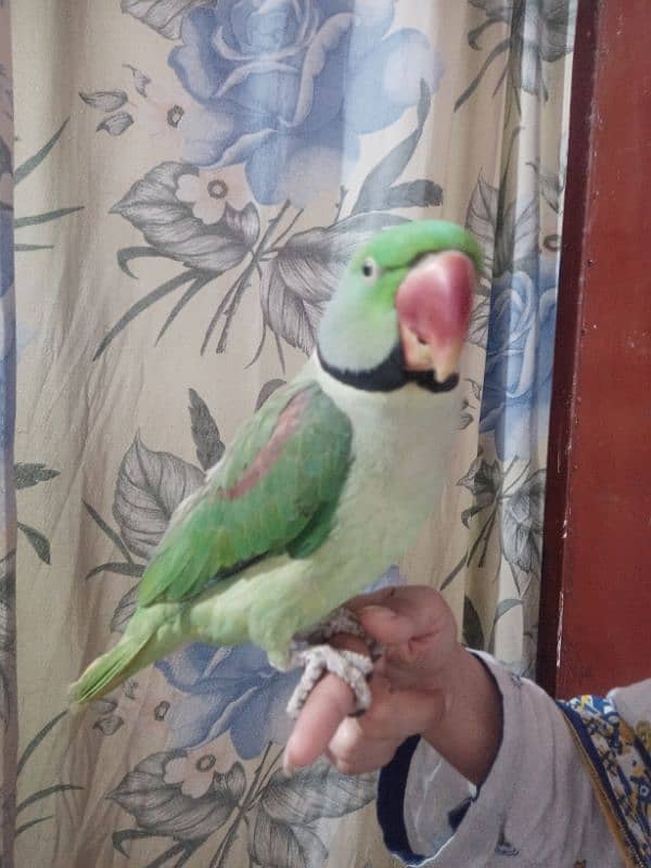 hand breaded raw parrot 1