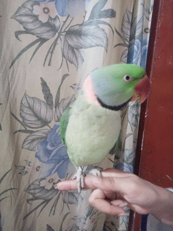 hand breaded raw parrot 2