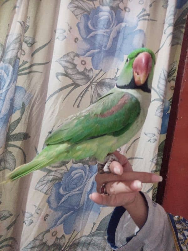 hand breaded raw parrot 4