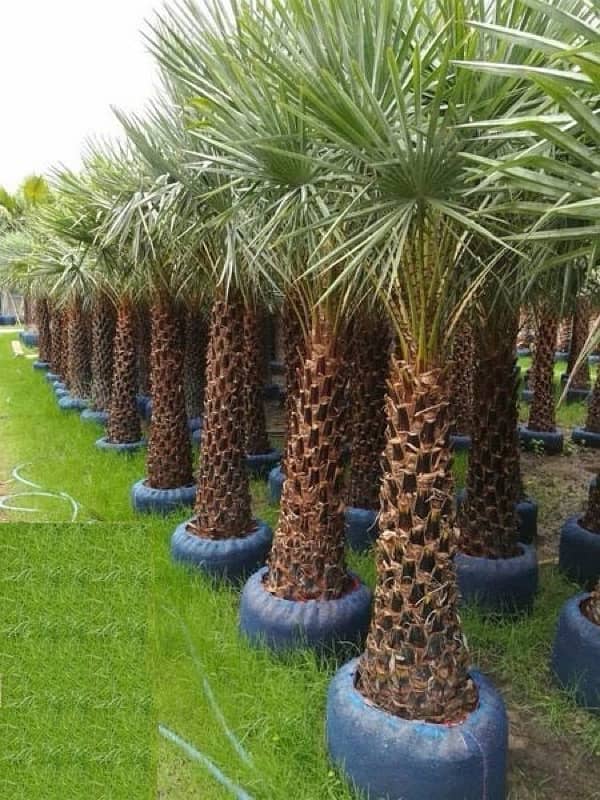 Indoor Plants / Outdoor Plants / Grass 15