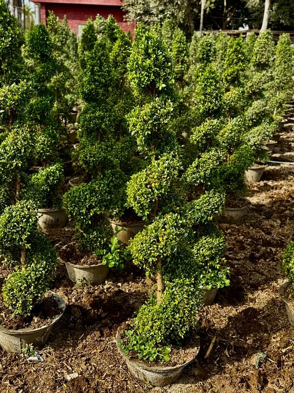 Indoor Plants / Outdoor Plants / Grass 18