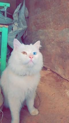 Persian cat