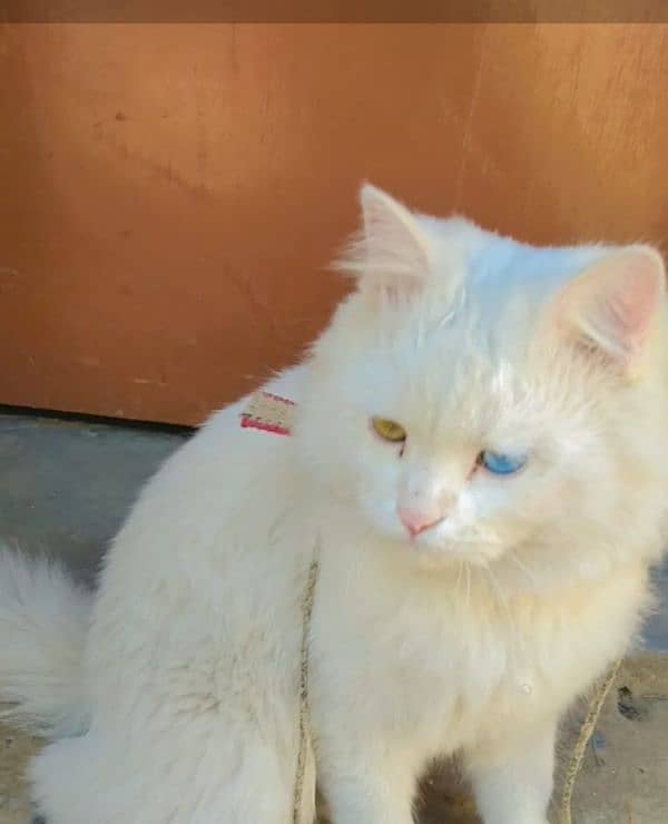 Persian cat 3